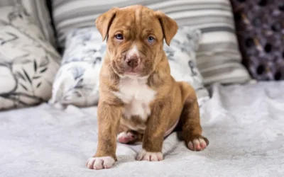 Preparing Your Home for a New Pitbull Puppy