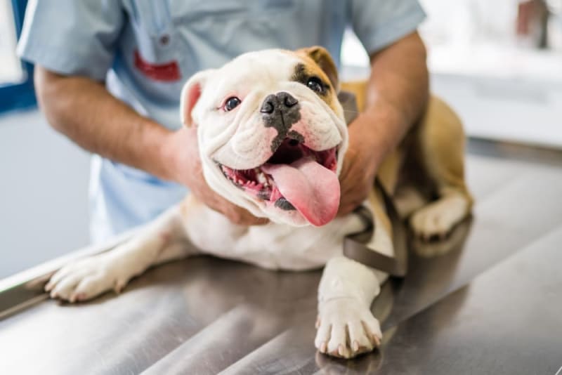 Common Health Issues with Pitbulls and How to Prevent Them