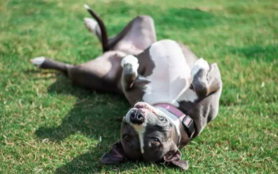 Fun and Activities for Your Pitbull: Keeping Your Buddy Happy and Active