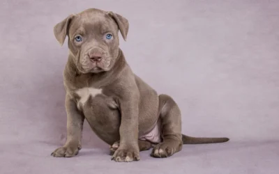 The Unique Traits of Pitbulls: Loyal, Loving, and Full of Life