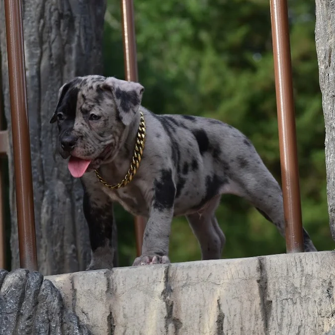 Dachshund Puppies Near Me